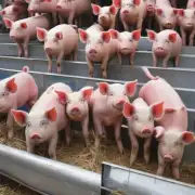 接下来的问题是如何给猪提供适当的饮食均衡营养素呢?