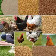 我们应该选择哪些品牌和成分来制作我家养鸡的饲料?