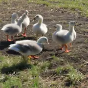 如何正确地管理小鹅在育苗期间的饲料和水质要求?