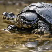你有哪些关于鳄龟饲料的问题需要了解更多信息?