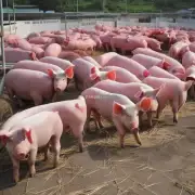 生猪的供应量会受到什么因素的影响?