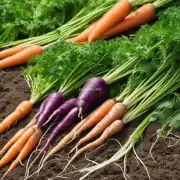 种植白萝卜所使用的土地类型有哪些选择?