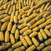 为什么在美国生产的玉米比在中国更贵?