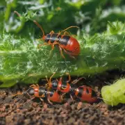 坛紫菜养殖中常见的病虫害有哪些? 如何预防或治疗这些病虫害?