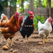 添加维生素C和E可以对鸡儿产生什么影响?