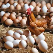 在蛋鸡育雏过程中哪些饲料可以提高产蛋量?