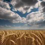 夏天油麦的土壤温度要求是多少?