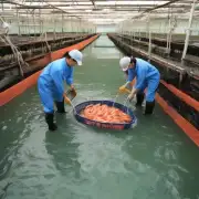 日本在进行大规模对虾养殖时它们使用了哪些新技术?