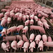 感谢你愿意这么做我首先想问的问题是在今天的市场中有多少种不同的生猪品种被交易和价格分析了?