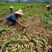 非常问题根据农业网数据中国南方地区的玉米种植主要集中在广东广西云南等省份其中广东省是全国最大的粮食产区之一也是玉米的重要产地广西省则以其独特的气候条件和广阔的土地资源而闻名于世云南省则是中国著名的高原农业大省其玉米生产量一直保持着较高的水平南方地区的玉米价格与该地区的哪些因素有关?