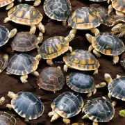 目前市面上最畅销的石龟饲料是针对哪种类型的宠物?