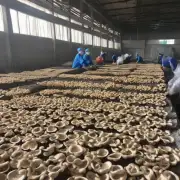 为什么在山东省种植香菇时需要注意保持通风良好?