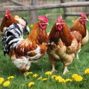 添加一些抗氧化剂可以帮助防止鸡儿患上哪些疾病?