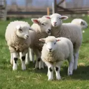 如何在养羊过程中让公羔的数量最大化?