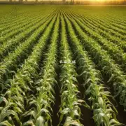 玉米秸秆氨化技术在未来的发展中有哪些潜在趋势?
