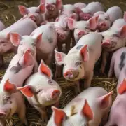 如何提高母猪的繁殖率和产仔数使其更好地适应放养繁育技术的要求?