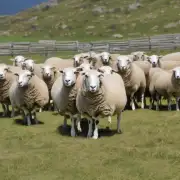怎样才能有效预防传染病扩散到其他健康羊群?