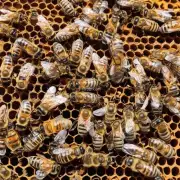 养蜂技术发展现状如何?