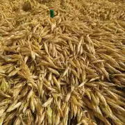 对于高产的农作物而言如何最大程度地利用玉米秸秆进行青贮发酵以获得更经济效益?