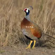 什么是黄脚麻鸡?