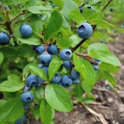 在种植过程中如何确保蓝莓树的长势良好并减少病虫害的危害?