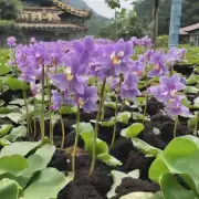 兰花土或珍珠岩培植土壤对莲雾有什么影响?