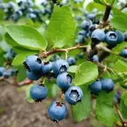 对于不同种类的蓝莓品种如何选择适宜的肥料和施肥方法以保证植物健康生长状态促进果实品质的提高?