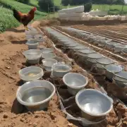 在蛋鸡育雏中保持适当的饮水量对产蛋量产生了什么样的影响吗?