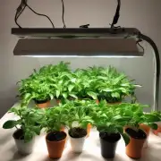 在室内种植桔梗时应该选择哪些灯光作为光源?