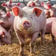 怎样提高饲料转化率和猪肉质量?