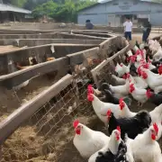 周文乌骨鸡养殖场使用何种饲料喂养其动物群?