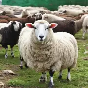 在中国南方地区湖南省内养殖羊时需要注意哪些方面的饲养管理措施呢?