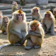 山东猴养殖场是否能够提供给游客观看猴子的服务和活动项目呢?