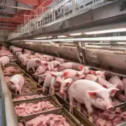 一句话描述如何合理配制饲料以满足猪肉生产的需求?