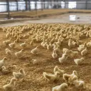 在饲养过程中如何保证雏鹅食用的干饲料的质量?