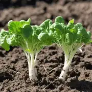 对于土壤条件要求较高的地方种植白萝卜的根茎能否使用化肥促进生长?
