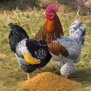 小鸡饲料中通常包含哪些成分?