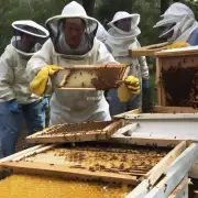 养蜂技术有多种您推荐哪一种?