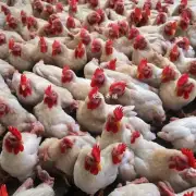 年6月中国各地区冻鸡子的价格是多少?
