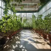 如何在室内种植木耳菜?