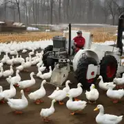 没有任何文字说明你希望看到什么样的白鸭子养殖场设备的图片?