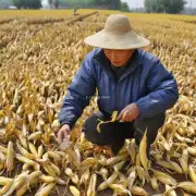摸底调查 目前辽宁各地区新作玉米价格是多少呢?