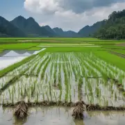 稻养龙虾技术是否适用于所有类型的水稻田和地方气候条件?