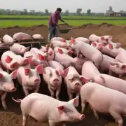 生猪价格上涨对农民有什么影响?