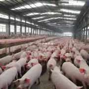 对于沈阳市生猪养殖业来说如何保证其长期稳定发展和高质量增长?