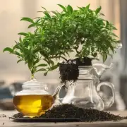 在什么时间种植油茶最适合?