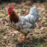 添加一些抗菌剂有助于预防鸡儿患上哪些疾病?