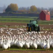 皖西白鹅在养殖过程中有没有特别需要注意的地方?