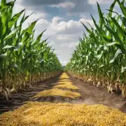 最近几年灵寿市场的玉米需求量如何波动?