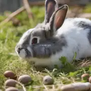 如果一只成年野兔每天消耗75克食物那么它需要多少脂肪和蛋白质来满足其需求?